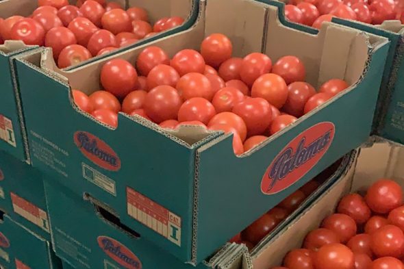 Reparto de tomates del programa Fega