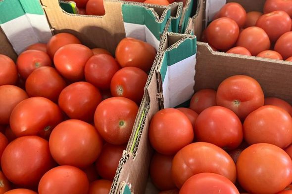 Donación de tomates